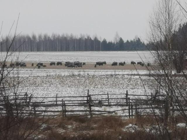 Wsrod Pol I Lasow Dubicze Cerkiewne Exterior photo